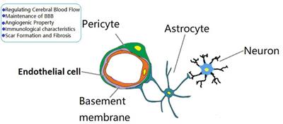 Pericytes for Therapeutic Approaches to Ischemic Stroke